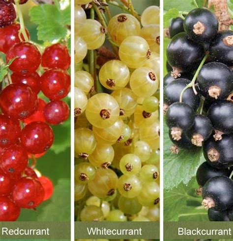 How To Grow Currants Lots Of Tips And Ideas For Growing Currants