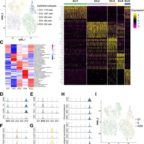 Epithelial Cell Subtypes Reveal Distinct Molecular Features A The