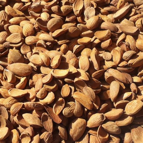 Curved Mamra Almond At Rs 1000 Kg Mamra Almonds In Pampore ID