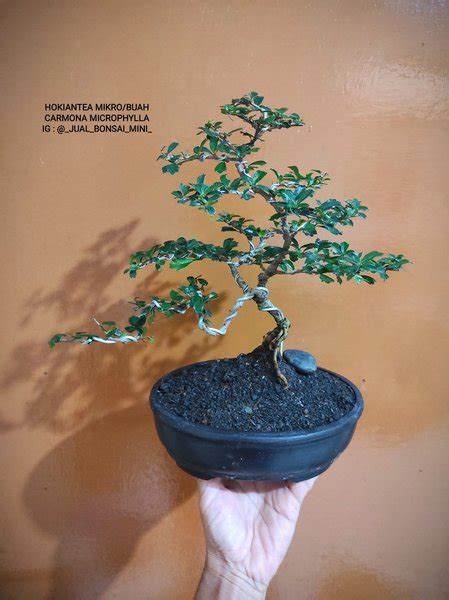 Jual Bonsai Hokiantea Mikro Hokiantea Buah No 3 Di Lapak ELI BONSAI