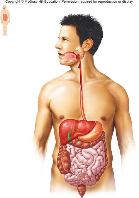 Digestive System Diagram Quizlet