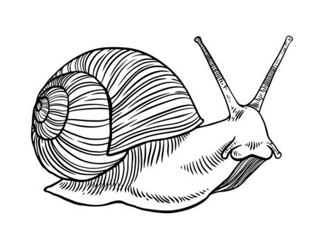 Snail Drawing Outline