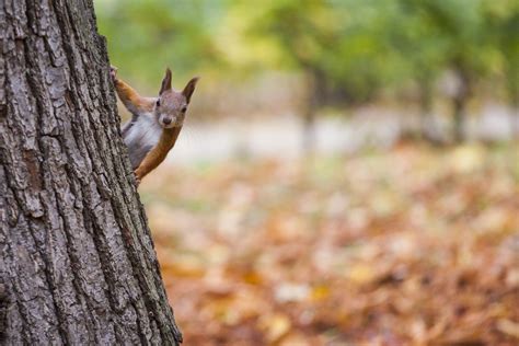 Orlica pogoda dzisiaj 07 12 i w następne dni Prognoza pogody