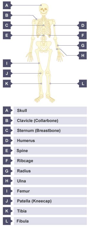 What Are Skeletal Muscles Living Organisms KS3 Biology BBC