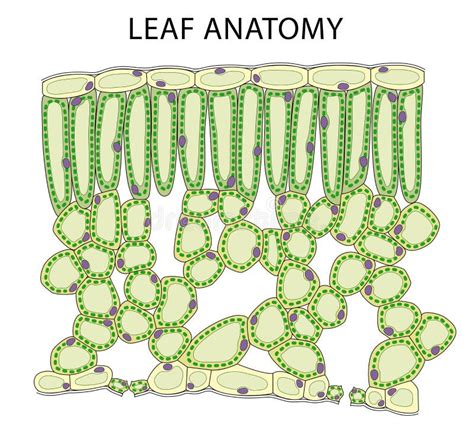 Cross Section Of A Leaf Xylem And Phloem