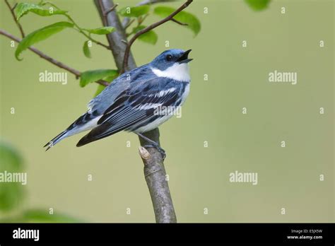 Cerulean Warbler Dendrica Cerulea Adult Male Breeding Stock Photo