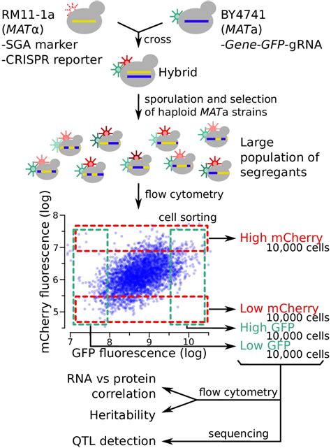 Simultaneous Quantification Of Mrna And Protein In Single Cells Reveals