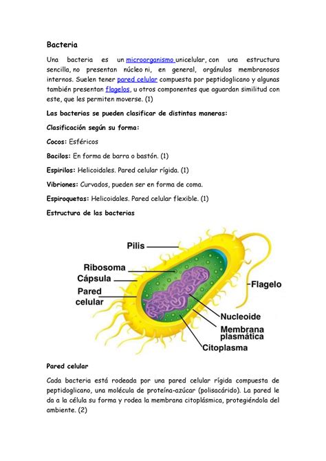 Bacterias Bacteria Una Bacteria Es Un Microorganismo Unicelular Con