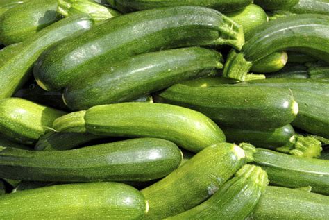 Zucchini | Mick's Fruit Market | Mountain Creek