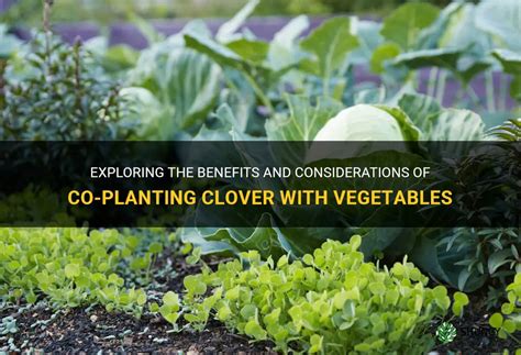 Exploring The Benefits And Considerations Of Co Planting Clover With