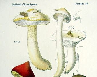 Mushroom Print Amazing Original Fungus Color Lithograph Etsy