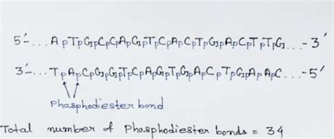 Genetics Chapter 1 Flashcards Quizlet