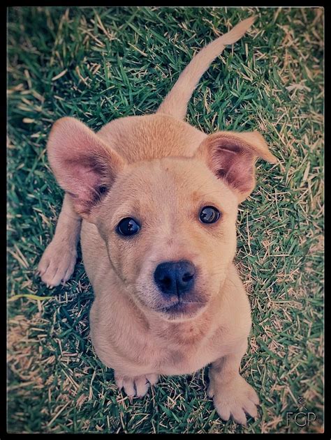 Olha Essa Filhote Vira Lata Que Fofura Cachorro Filhotes De