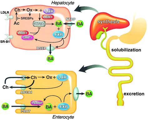 Dont Know Much Bile Ology” Cell