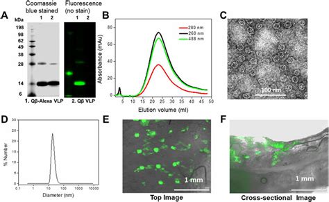 Pigskin Penetration Assay And Characterization Of Qβ Labeled With