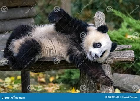 Giant panda, baby playing stock image. Image of cute - 262287623