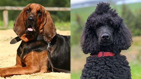 Bloodhound Poodle Mix Pictures Care Guide Temperament And Traits Hepper