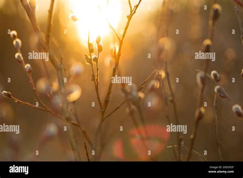 Natural Spring Background With Pussy Willow Branches Toned Image Stock