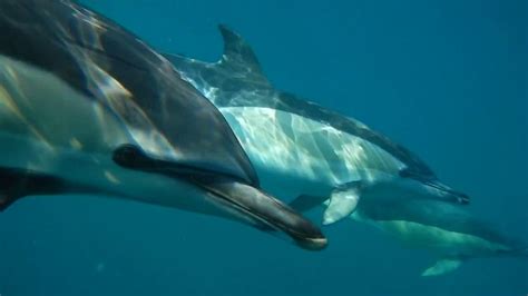 Lisbon Dolphin Watching Boat Tour