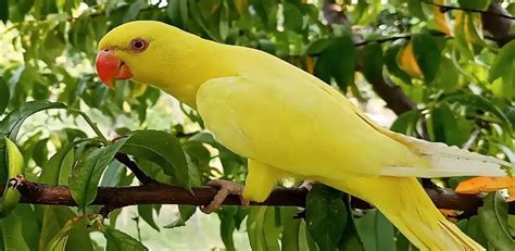 Ringneck Parrot Price In India August Top Pet Products