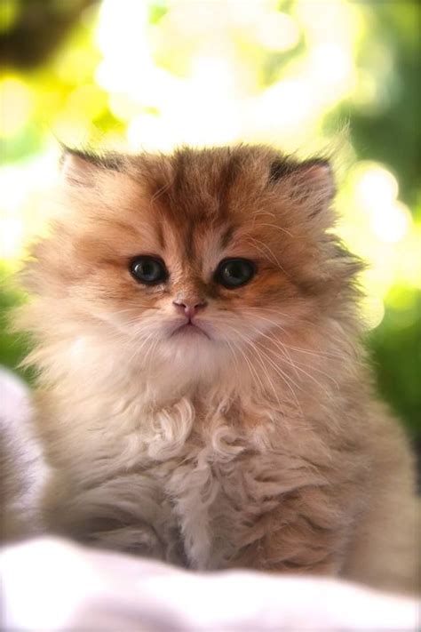 1000+ images about Persians, Himalayans, Exotics, Scottish Fold, Angora ...