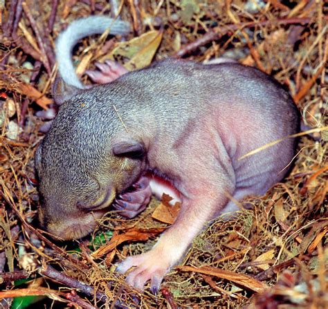 Baby Eastern Gray Squirrel Photograph by Millard H. Sharp