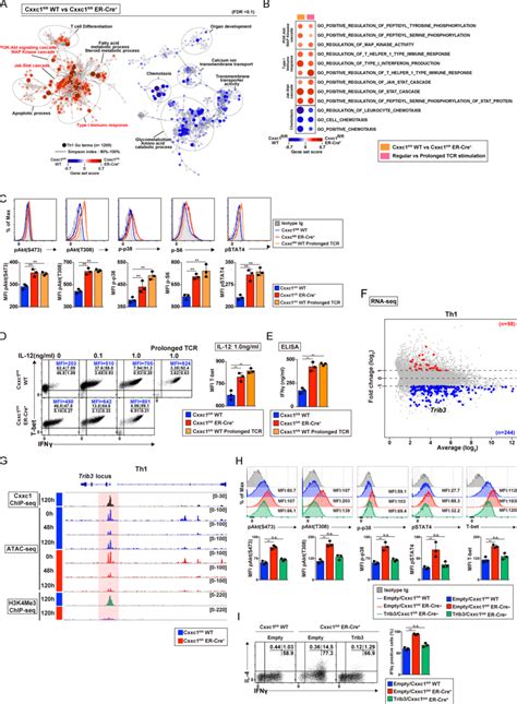 Loss Of Cxxc1 Results In The Enhanced Production Of Th1 Cytokines Via Download Scientific