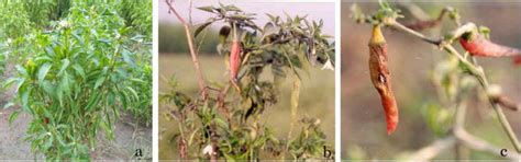 Anthracnose Of Chilli Status Diagnosis And Management Intechopen