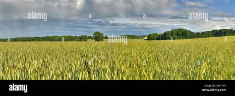 Culturas Triticale Fotograf As E Im Genes De Alta Resoluci N Alamy