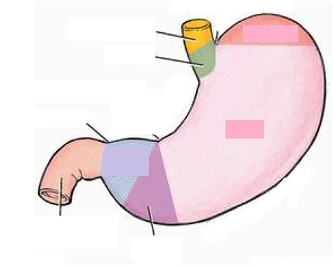 Stomach: Regions Diagram | Quizlet