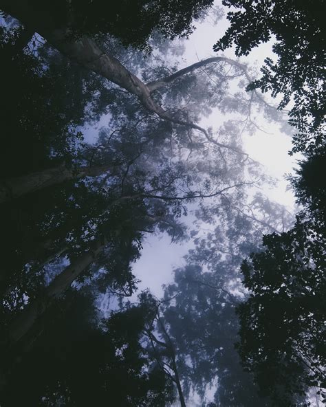 Free Images Tree Nature Forest Branch Light Cloud Sky Fog