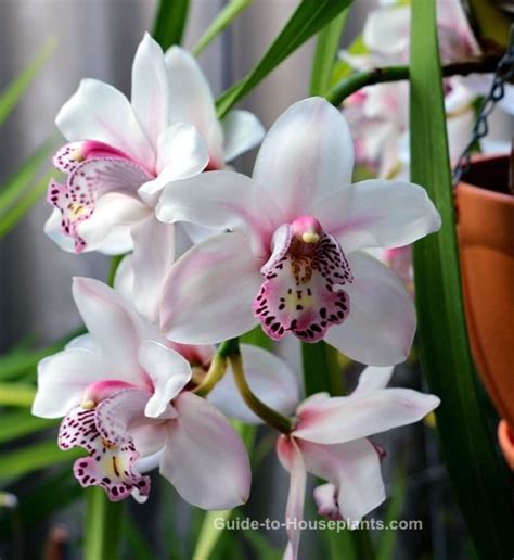 Cymbidium Orchid Plants How To Grow Care And Get Cymbidiums To Bloom