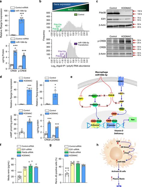 Enhancement Of Renin Transcription By Mir 106b 5p Modulation Of Ppar Download Scientific