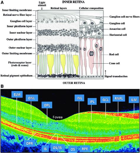 Oct Layers Of Retina