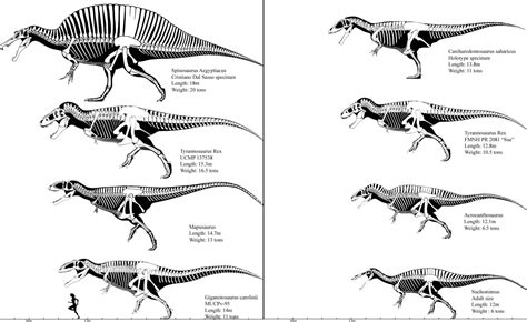 Giganotosaurus Vs Acrocanthosaurus