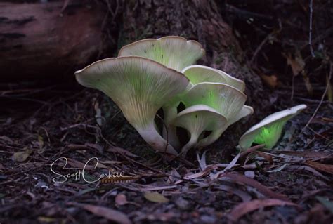 Omphalotus Nidiformis Glow In The Dark Fungi The Gumboot Chronicles