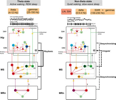 Schematic Representation Of Neuronal Circuits That Participate In Two Download Scientific