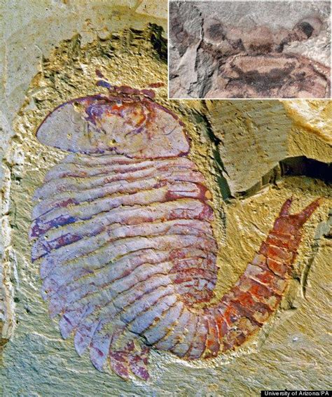 Earliest Evidence Of Complex Brain Found In 520 Million Year Old Fossil