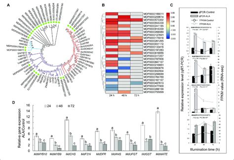 Analysis Of Differentially Expressed Myb Transcription Factor Genes