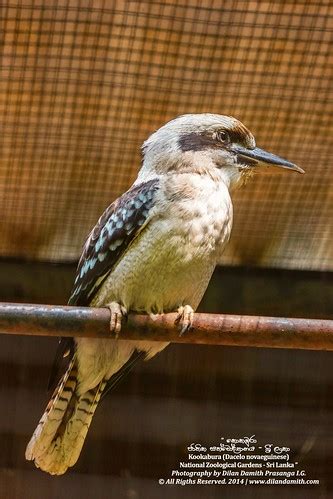 Kookaburra කකඹර Kookaburras genus Dacelo are terres Flickr