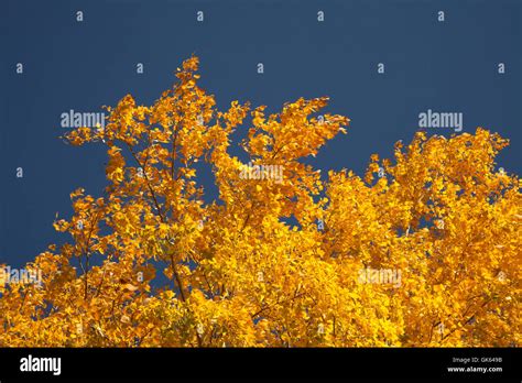 Bright Autumn Foliage Stock Photo Alamy