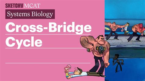 Cross Bridge Cycle Biology Sketchy MCAT YouTube