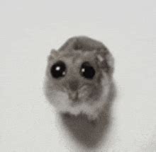 GIF-y z serii Hamster Meme | Tenor