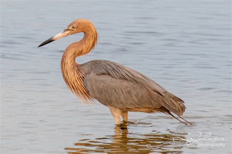 Reddish Egret on Behance