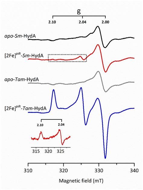 In Vivo H Cluster Assembly In E Coli Monitored Using X Band Epr