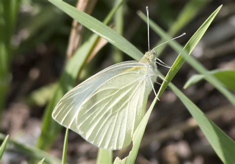 Cabbage White butterfly, photos, size, identification, geographic ...