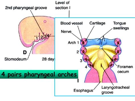 Ppt The Pharyngeal Apparatus Face Nasal Cavities Mouth Powerpoint