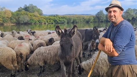 Cățeii lui Ionuț din Inău dau oile la strungă Oieritul pe malul