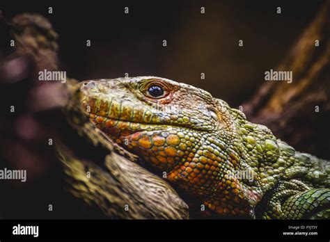 Reptile Scaly Lizard Skin Resting In The Sun Stock Photo Alamy