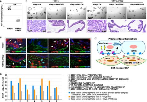 Stromal AR In Gli1 Lineage Cells Induces Basal Epithelial IGF And Wnt